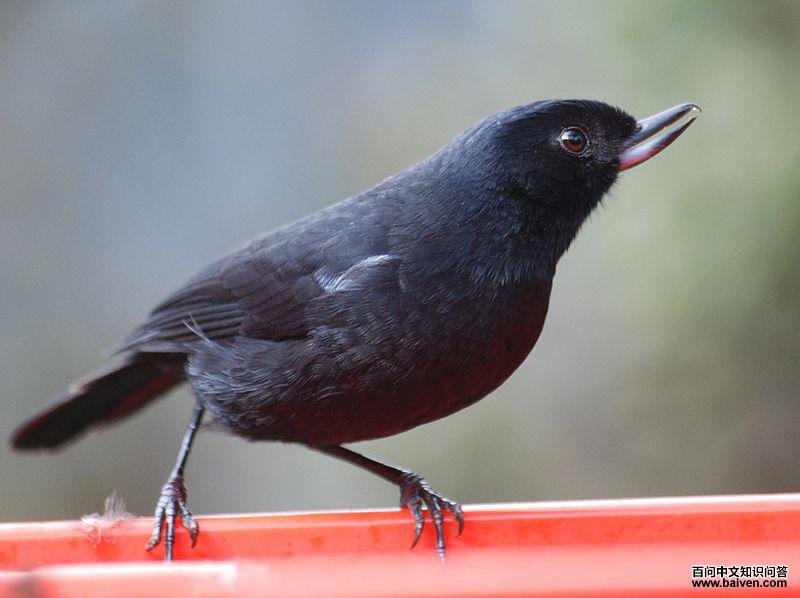 辉黑刺花鸟 辉黑刺花鸟的图片