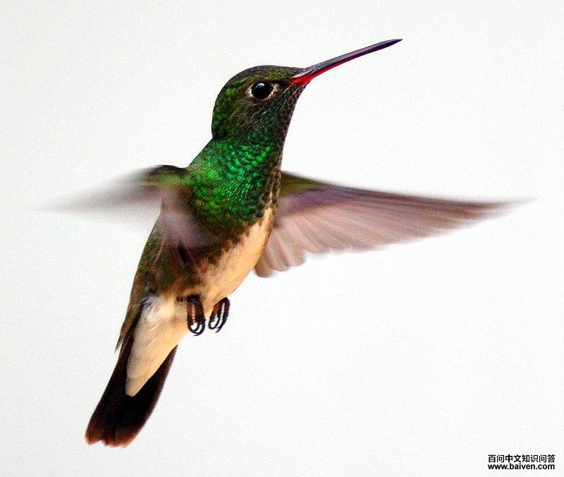 辉喉蜂鸟 辉喉蜂鸟的图片