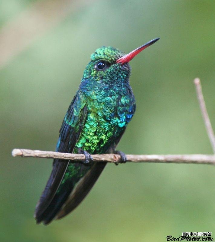 辉腹翠蜂鸟 辉腹翠蜂鸟的图片