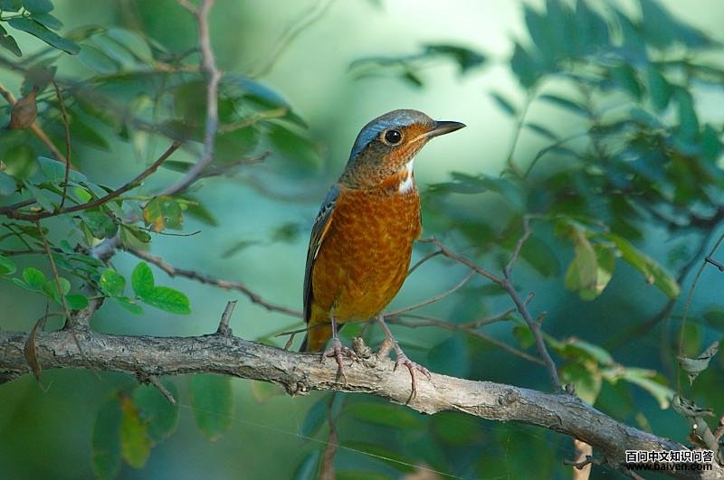 灰嘴蚁鸫 灰嘴蚁鸫的图片