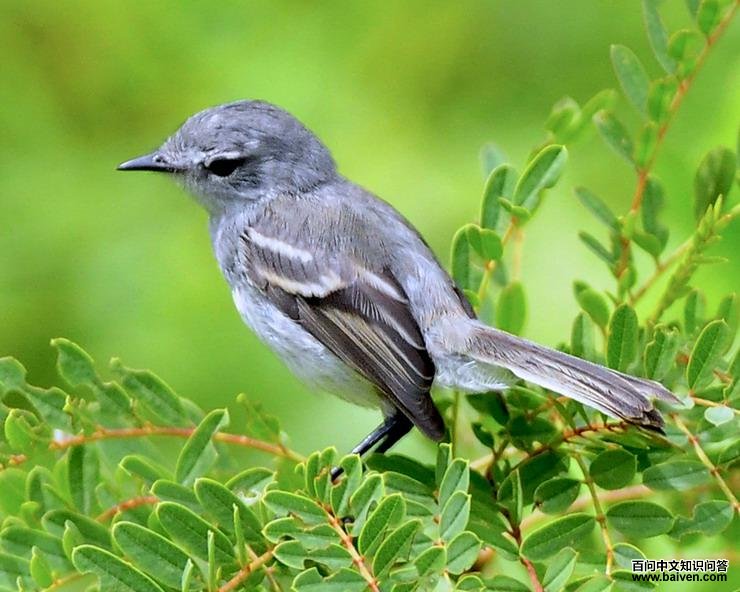 白腹姬霸鹟 白腹姬霸鹟的图片