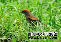 阿氏针尾雀 阿氏针尾雀的图片