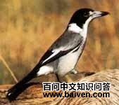 ����ȵ��ͼƬ