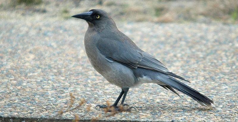 ������ȵ��ͼƬ