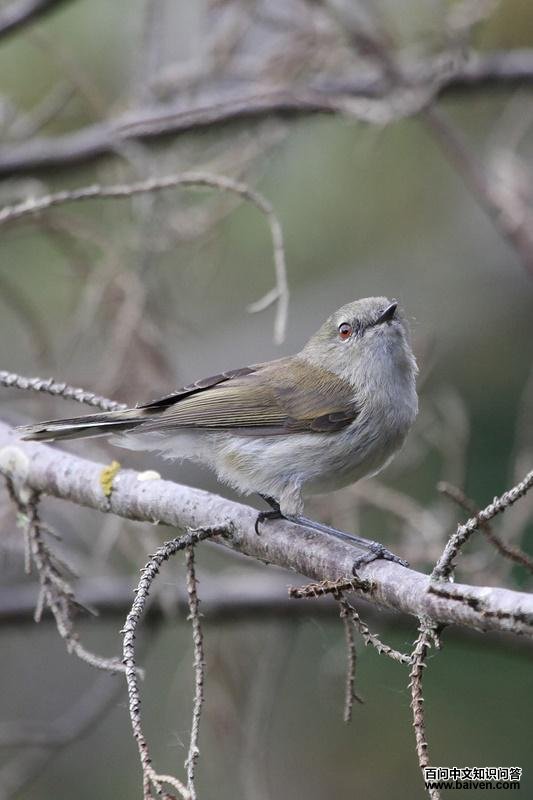 灰噪刺莺 灰噪刺莺的图片