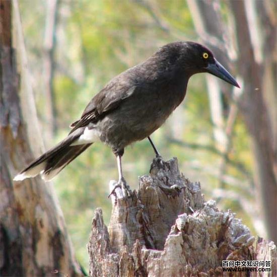 ������ȵ