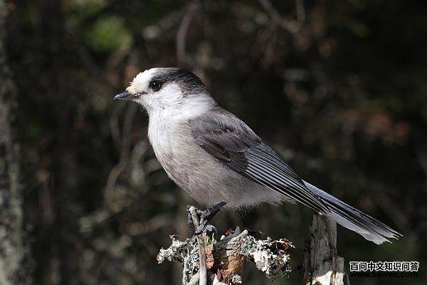 灰噪鸦 灰噪鸦的图片