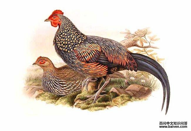 灰原鸡 灰原鸡的图片