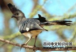 白腹灰蕉鹃 白腹灰蕉鹃的图片