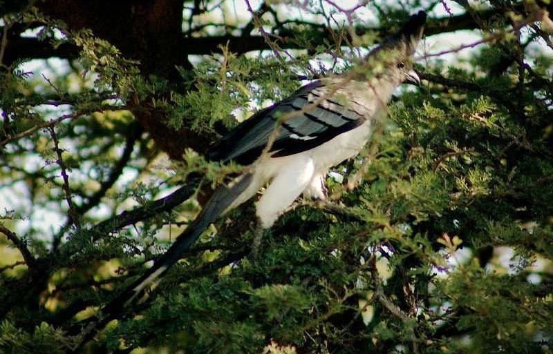 �׸��ҽ���