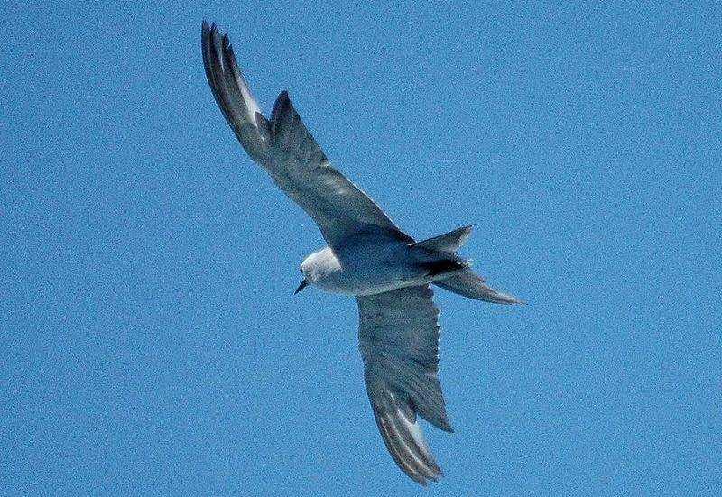 灰燕鸥 灰燕鸥的图片