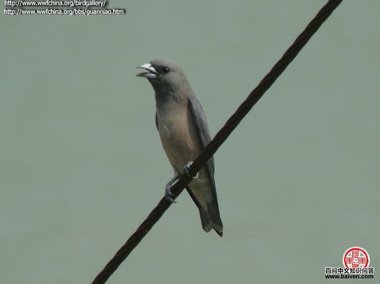 灰燕鵙 灰燕鵙的图片