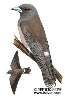 �����V����̬����ͼ