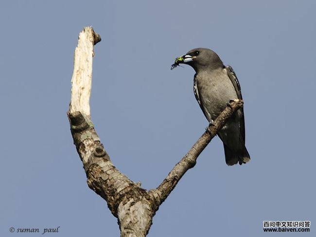 �����V����ʳ