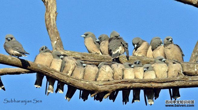 �����V����Ⱥ