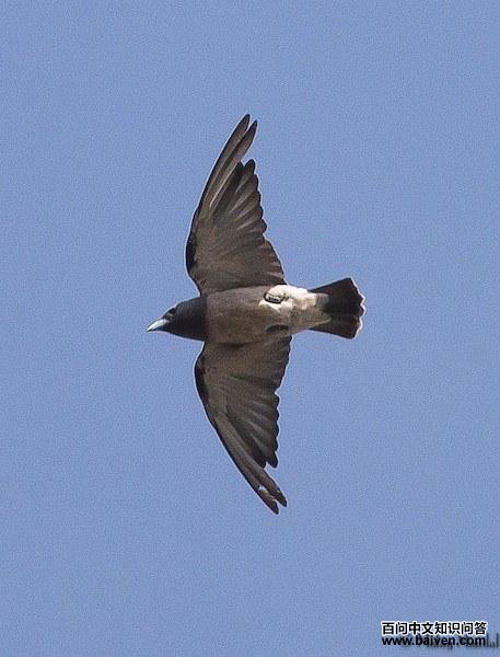 �����V������ͼ