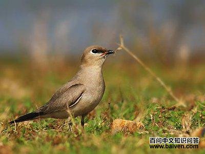灰燕鸻 灰燕鸻的图片