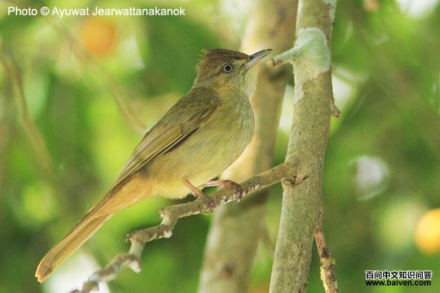 ���۶̽��ǵ�ͼƬ