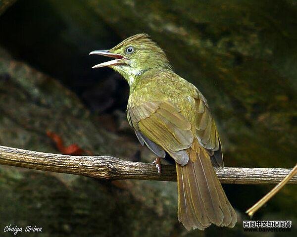 ���۶̽���