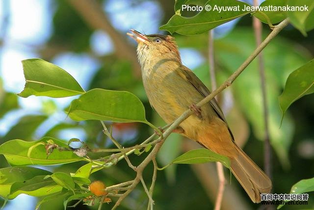 ���۶̽���