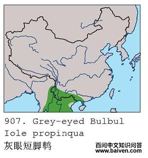 ���۶̽���