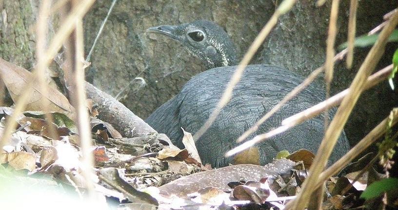 ��Ѩ[����]