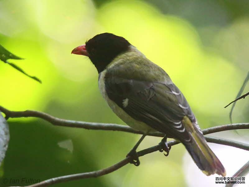 �׸�����ͼƬ