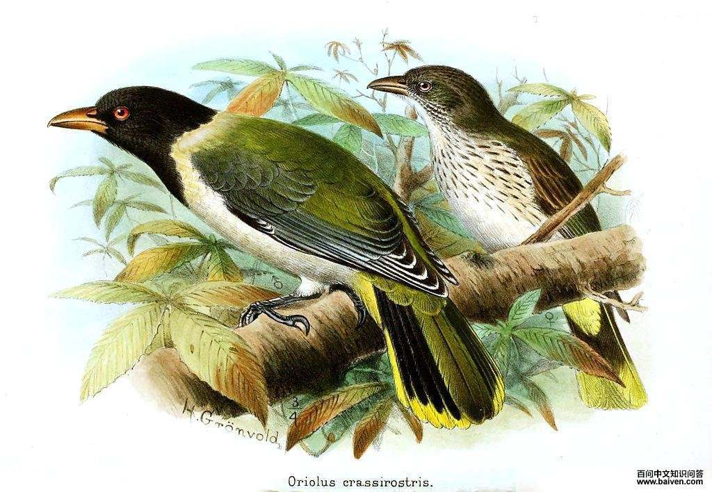 �׸���𿣺��̬����ͼ