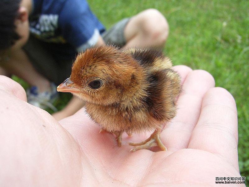 �����񼦣�����2���䣩