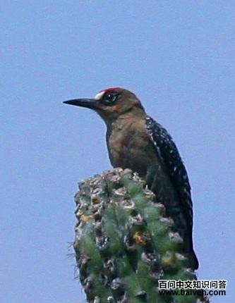 ������ľ���ͼƬ