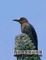 ������ľ��