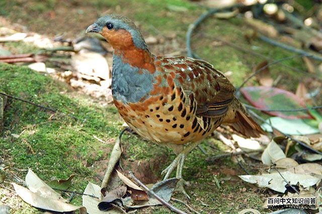 灰胸竹鸡 灰胸竹鸡的图片