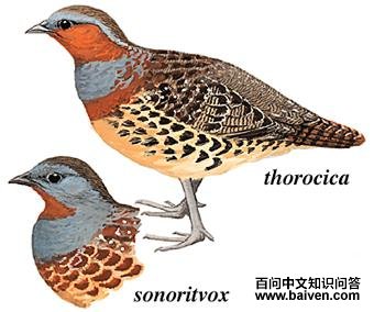 �����񼦣���̬����ͼ