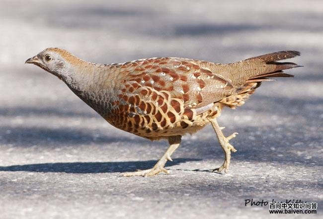 �����񼦣�̨������