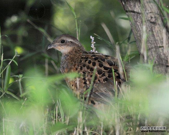 �����񼦣�̨�����֣�����