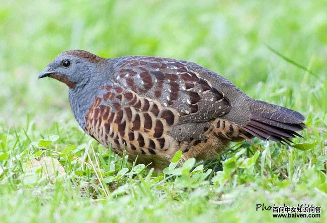 �����񼦣�̨������