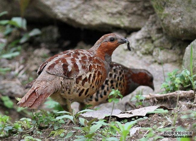 �����񼦣�һ��