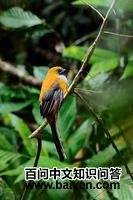 ����ҧ��