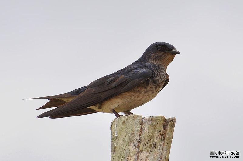 ���������ͼƬ