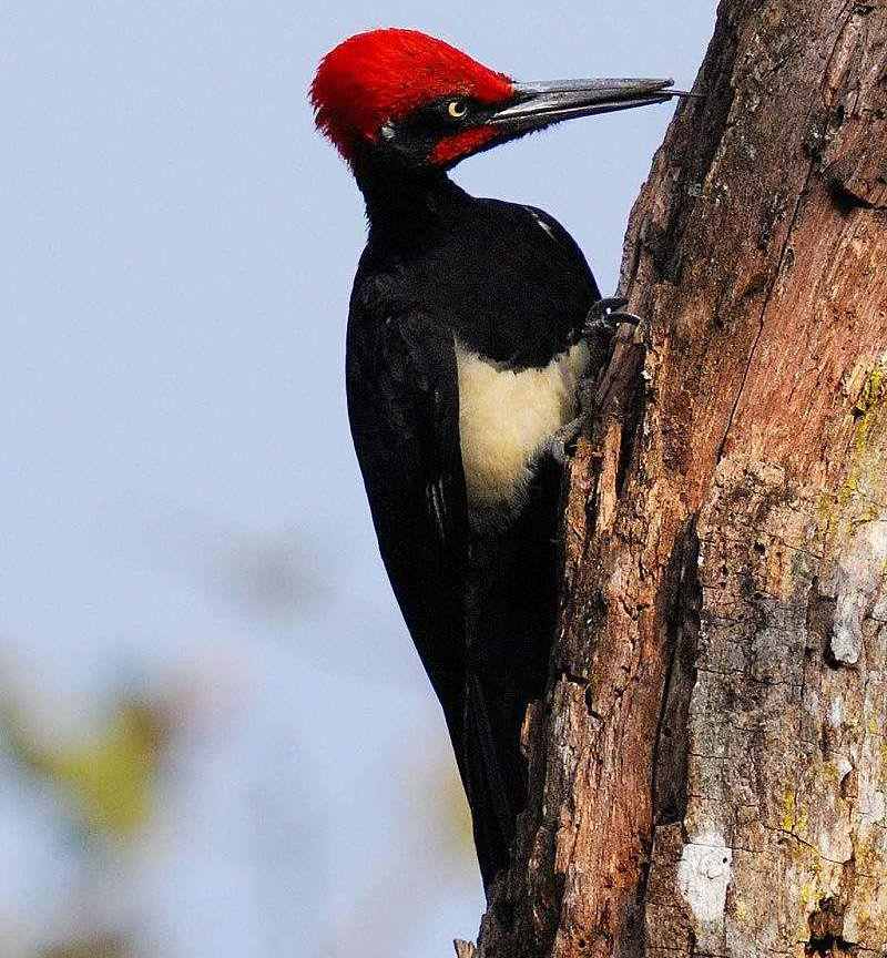 白腹黑啄木鸟 白腹黑啄木鸟的图片