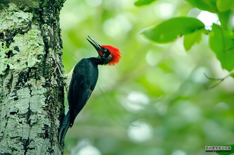 �׸�����ľ��