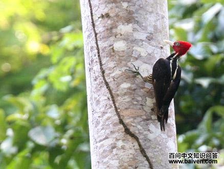 �׸�����ľ��