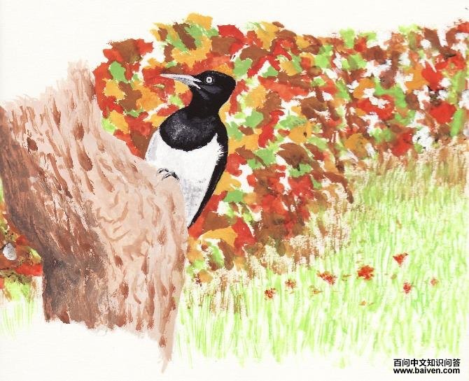 �׸�����ľ��