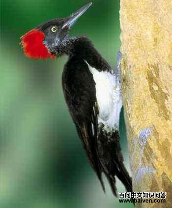 �׸�����ľ��