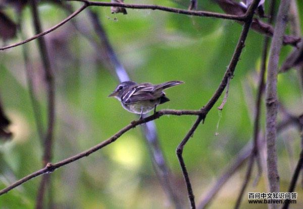 灰胸纹霸鹟 灰胸纹霸鹟的图片