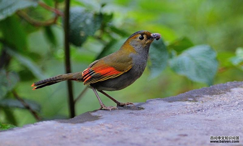 灰胸薮鹛 灰胸薮鹛的图片