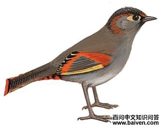 ����޴��