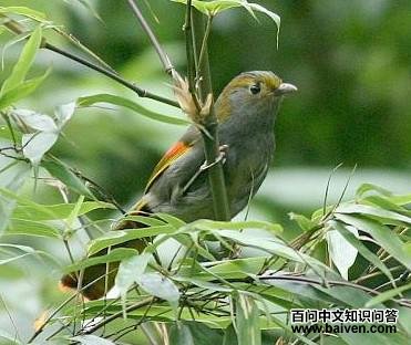 ����޴��