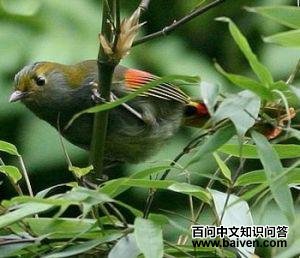 ����޴��