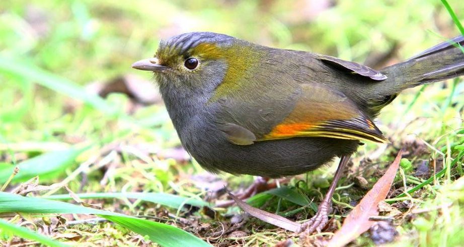 ����޴��